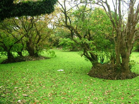 Những[-]lớp[-]bèo[-]xanh[-]mướt[-]phủ[-]kín[-]cả[-]mặt đầm
